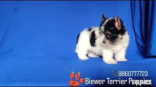 Biewer Terrier Puppies [upl. by Ellinger369]