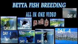 Betta fish breeding in tamil hd  complete guide for fighter fish breeding  fancy fishes amp pets [upl. by Martica793]