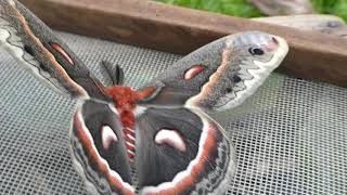 The Life Cycle of a Cecropia Moth [upl. by Ynahpets]