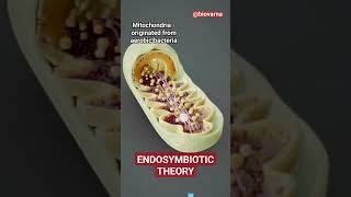 Endosymbiotic theory for origin of Mitochondria and Chloroplast neet semiautonomousorganelle [upl. by Oralia]