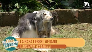 Colas y Bigotes Raza de perros lebrel afgano  Teleantioquia [upl. by Glover274]