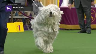 Komondor  Breed Judging 2019 [upl. by Germano]