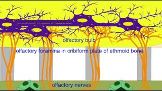 OLFACTORY NERVES BULB TRACT [upl. by Ane78]