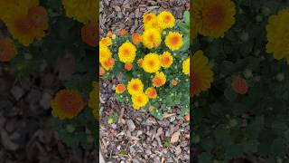 beautifulflowers chrysanthemums chrysanthemumflower mums yellowflowers gardenvlog gardening [upl. by Agnesse884]