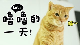 【黃阿瑪的後宮生活】嚕嚕的一天 [upl. by Colville]