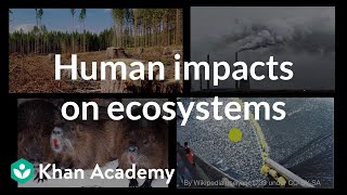 Human impacts on ecosystems  Biodiversity and human impacts  High school biology  Khan Academy [upl. by Norret]