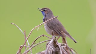 Bluethroat Call birds birdsounds [upl. by Ahcropal]