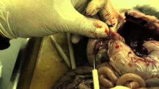 تشريح الأرنب  Dissecting a rabbit Oryctolagus Cuniculus [upl. by Ahsele]