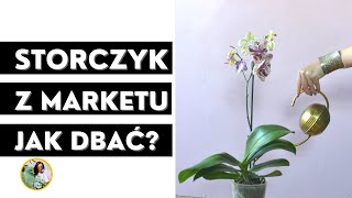 Jak dbać o storczyka z supermarketu [upl. by Atikin]