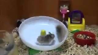 Dois hamsters uma roda  quem vomitar primeiro perdeu [upl. by Juan811]