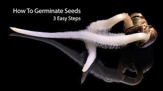 How To Germinate Seeds Fast  3 Simple Steps [upl. by Harriot204]