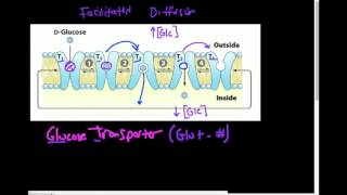 Glucose Transporter GLUT How Does it Work [upl. by Sugna]