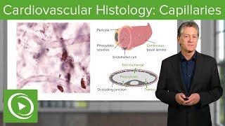 Cardiovascular Histology Capillaries – Histology  Lecturio [upl. by Stevenson30]