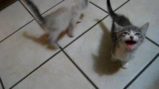 2 kittens 1 cat lots of meowing [upl. by Eulalia757]