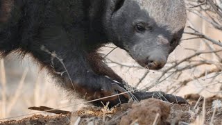 A Honey Badger Barrels Through a Sharp Thorn Tree for Lunch [upl. by Isac903]