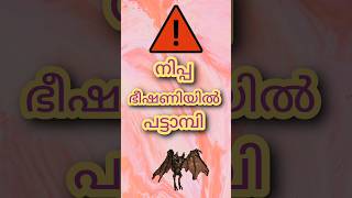 നിപ്പ വൈറസ് ഭീഷണിയിൽ പട്ടാമ്പി നിവാസികൾbreakingnews nipahvirus pattambi nipah malappuramnews [upl. by Glanville]