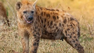 This Will Change Your Perspective About spotted hyenas  Hyena Facts [upl. by Fanya485]