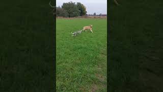 Broholmer vs Whippet 😅 Broholmer whippet spaß [upl. by Meelak]