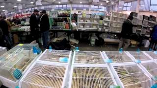 International Ornithological Show Reggio Emilia 2015 part 3 [upl. by Aicnom]