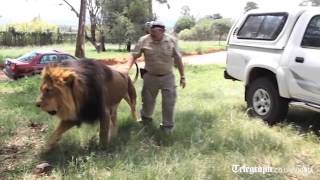 Keeper films himself giving lion a paw massage [upl. by Ecienaj859]