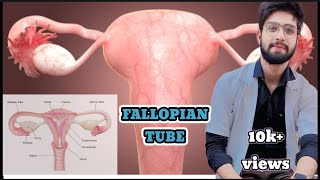 what is Fallopian Tube fallopian tube [upl. by Bart]