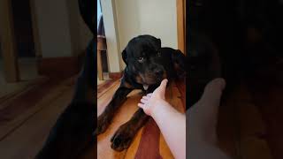 Fraidy Cat rottweiler fraidycat doglover doglife [upl. by Noreik]