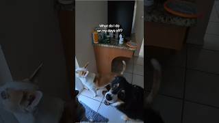 90 of Dog Moms time is letting the dogs out and then back in 🤣 dogs dogmom true funny [upl. by Cohl]