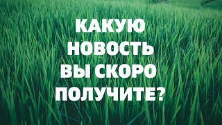 КАКУЮ НОВОСТЬ ВЫ СКОРО ПОЛУЧИТЕ Онлайн гадание Таро предсказание на будущее [upl. by Neros]