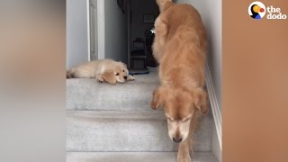 Puppy Doesnt Know How His Mom Got Down The Stairs  The Dodo [upl. by Leandro]