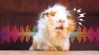 7 Guinea Pig Sounds amp What They Mean with Examples [upl. by Nelyak]