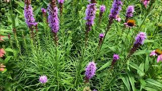 Liatris [upl. by Nevyar]