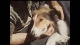 Lassie  Episode 458  quotRide the Mountainquot  Season 14 Ep 11  11191967 [upl. by Eenwat111]