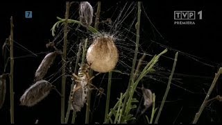 Niezwykłe pająki  Film dokumentalny [upl. by Oicnanev]