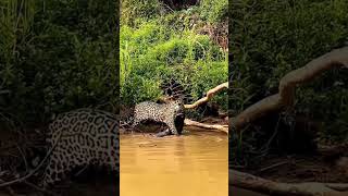 ¡La Increíble Mordida del Jaguar Cazando Cocodrilos en el Amazonas Wildlife BigCats AnimalPlanet [upl. by Ellehcyar678]