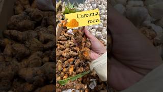 Health benefits Turmeric or Curcuma longa roots vegetables [upl. by Featherstone]