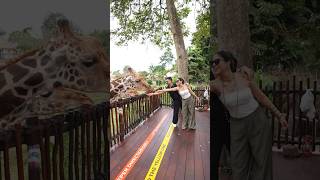 Jungle safari at bali ❤️ youtubeshorts [upl. by Nyra]