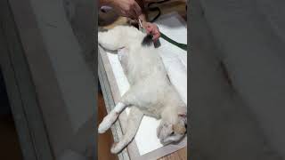 Amoxicillin medicine injections to sick cat shortvideo cat surgeryrecovery spayandneuter [upl. by Woo837]