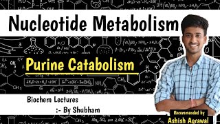 Catabolism Of Purine Nucleotides  Nucleotide Metabolism  Biochemistry Lectures [upl. by Skvorak]