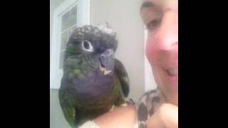 Max the Maximillian Pionus Talking [upl. by Kylah364]