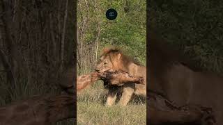 Lion Drags Giraffe Carcass Raw Power in Amboseli National Park maasaimara wildlifewarriors [upl. by Callery]