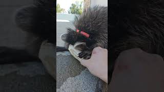 Raccoon stole dog bone🦝🐕😅 dog cat raccoon wildlife animals shorts ytshorts cuteanimals yt [upl. by Hpsoj]