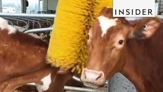 How Brushes Help Dairy Cows [upl. by Fedirko]