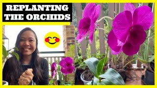 Repotting My Orchids  Apartment Balcony Garden [upl. by Ahmed]