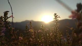 Beautiful Sunrise amp The Flowers  NO COPYRIGHT VIDEO  NATURE [upl. by Persons232]