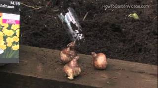 How to Plant Daffodil Bulbs [upl. by Carn]