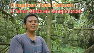 DURIAN BAWOR CEPAT BERBUAH TIDAK DISANGKA TIGA TAHUN BERBUAH SANGAT LEBAT [upl. by Aihtekal704]