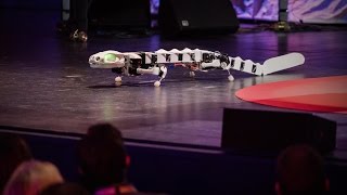 A robot that runs and swims like a salamander  Auke Ijspeert [upl. by Neb]