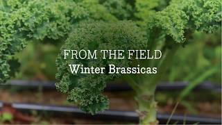 WINTER BRASSICAS From the Field [upl. by Georg]