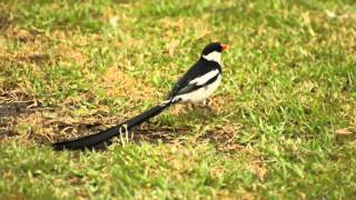 Pintailed Whydah in Central Park Huntington Beach 62012 [upl. by Gaile]