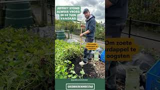 Zoete aardappelen uit eigen moestuin [upl. by Cavan352]